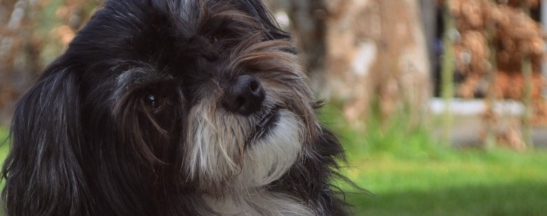 HundeKlip Pelspleje – Hundeklip Hundefrisør Pelspleje